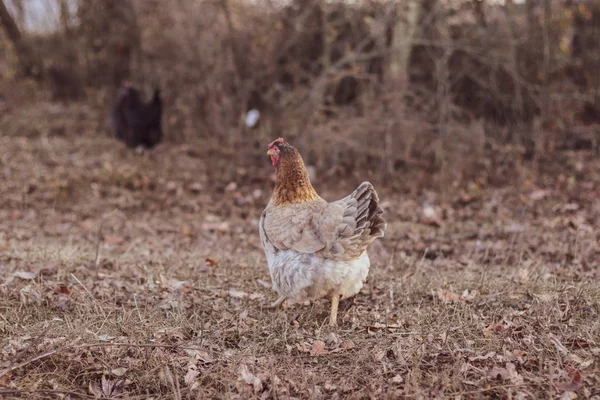 Chicken runs running outdoors