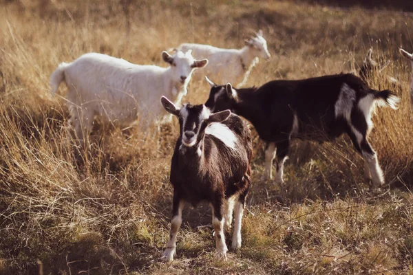 Carino capra in un campo, primo piano — Foto Stock