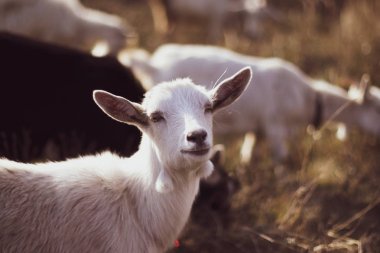 Bir alandaki şirin keçi yakın çekim
