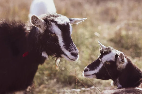 Cute goat in a field, close-up