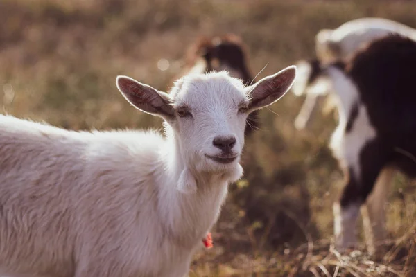 Roztomilá koza v poli, detail — Stock fotografie