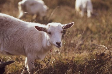 Bir alandaki şirin keçi yakın çekim