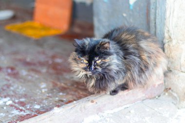 Cat look at me. Close-up cat face