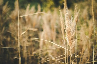 Spikelets alanında büyümek. Alan veya Vadisi bitki örtüsü