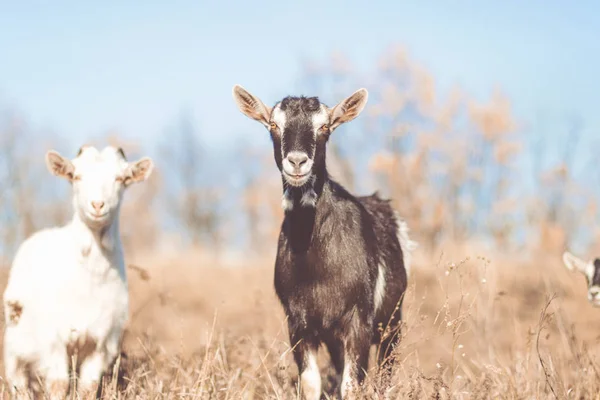 フィールドでのヤギ。ヤギを食べる草、ヤギ牧場、小さなヤギの肖像画 — ストック写真