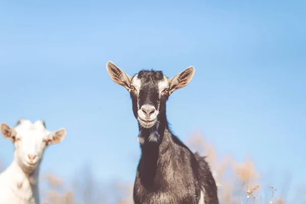 Keçi alanında. Keçi yemek çimen, keçi bir mera, küçük keçi portre üzerinde — Stok fotoğraf