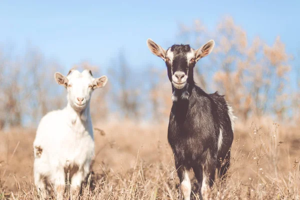 Koza v oboru. Koz jíst trávu, koza na pastvě, malý kozí portrét — Stock fotografie