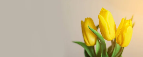 Gäng våren gul tulpan blommor på grå bakgrund. — Stockfoto