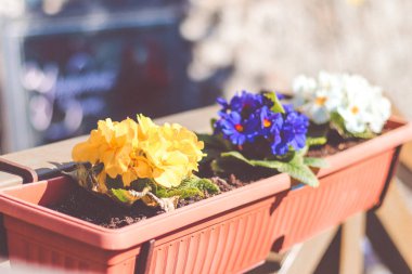 Bir tencerede açık havada taze çiçek bahar çiçekleri