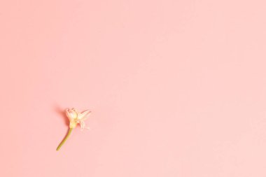 Çiçekler arka plan kopya alanı ile. düz lay