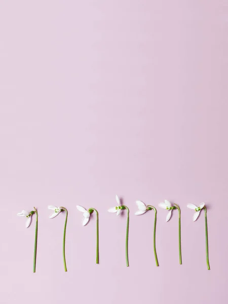 Minimalist concept. Fresh flowers on background.