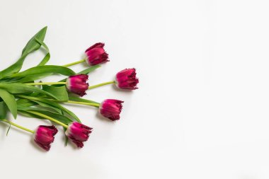 Kopya alanı ile taze Lale