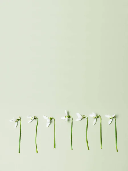 Minimalist concept. Spring flowers on a green background with copy space.