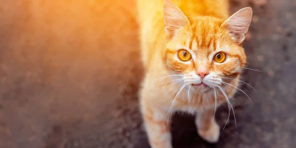 El problema de los animales callejeros. Calle gato rojo buscando — Foto de Stock