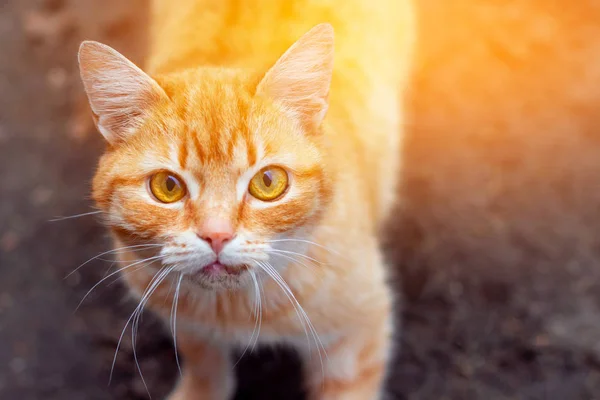 El problema de los animales callejeros. Calle gato rojo buscando — Foto de Stock