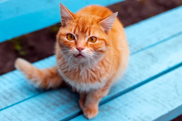 PET på gatan. Övergivna hemlösa katten. — Stockfoto