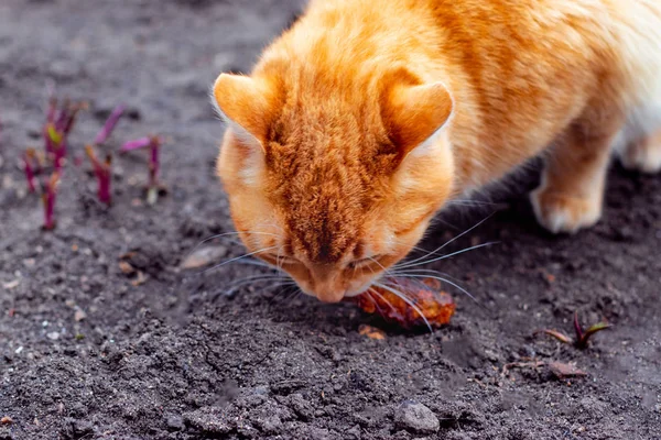 Help homeless animals. Street cat eats fish.