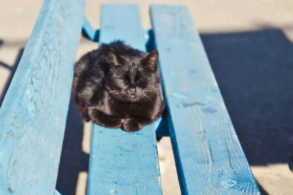 Zwarte Yard Cat liggend op een houten bankje — Stockfoto