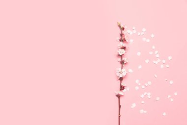 Bahar çiçeği kompozisyonu. Düz döşeme, üst görünüm, kopyalama alanı