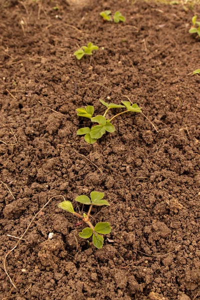 Κηπουρική ιδέα. Νέος πράσινος θάμνος φράουλα που καλλιεργείται στο έδαφος. — Φωτογραφία Αρχείου