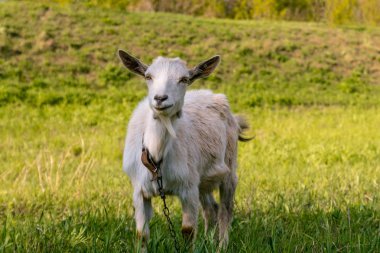 Genç bir keçi bir çayırda grazes ve gülümseyen.