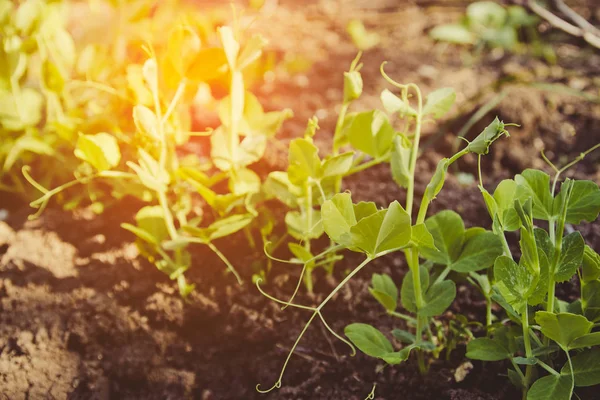 Comida vegetariana. Cultivar guisantes al aire libre . — Foto de Stock