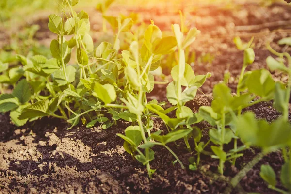 ベジタリアン料理屋外でエンドウ豆を栽培. — ストック写真