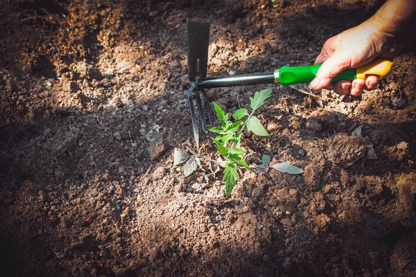 Les plants de tomates évoluent dans le sol . — Photo