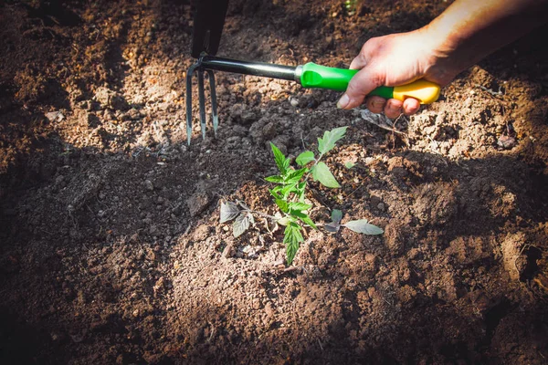 Les plants de tomates évoluent dans le sol . — Photo