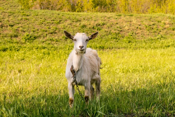 Kozí žere vysokou šťavnatou trávu — Stock fotografie