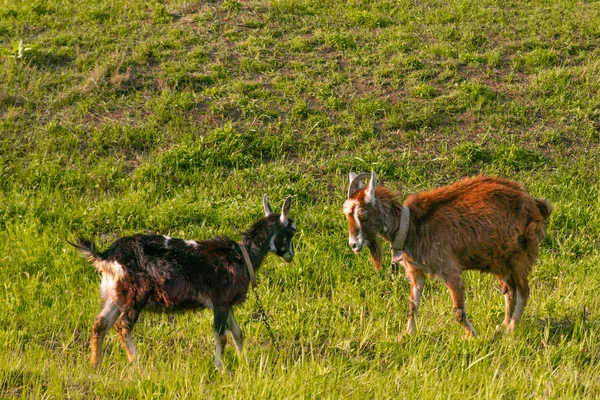 Goats graze in the meadow, eat grass on a sunny day — Stock Photo, Image