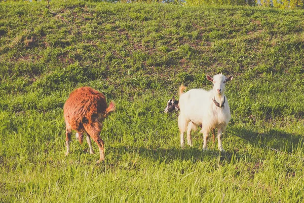 Las cabras pastan en el prado, comen hierba en un día soleado —  Fotos de Stock