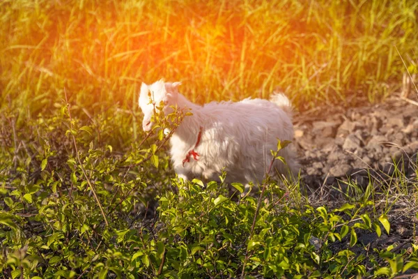 Kis kecske eszik fű és horkák a réten — Stock Fotó