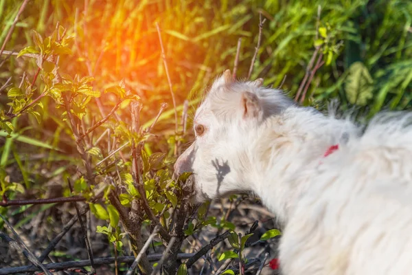 Kleine geit Eet gras en schaafwonden in de weide — Stockfoto