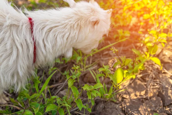 Liten get äter gräs och skrudar på ängen — Stockfoto