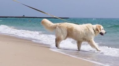 bir köpek ile yürümek, köpek bir deniz kıyısında kum plajda suya çalışır
