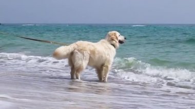 Bir köpekle yürü.