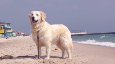 Bir köpekle yürü.