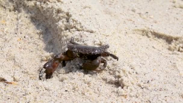 Černý krab sedí na pláži a těší se slunci — Stock video