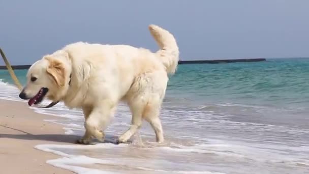 Walk with a dog — Stock Footage Walk with a dog Stock Footage