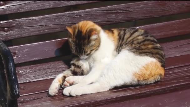 Ute gato lavado en un banco en un día soleado — Vídeos de Stock