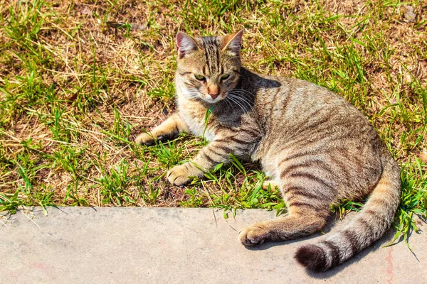 Retrato de una gata gris parda tendida en la hierba —  Fotos de Stock