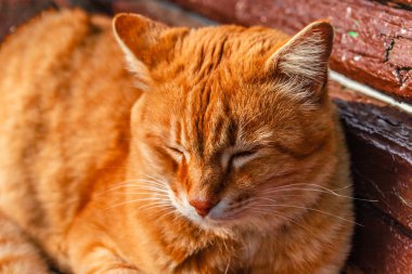 Kırmızı kedi bir bankta yatan ve güneş ışığı ışınları uyku