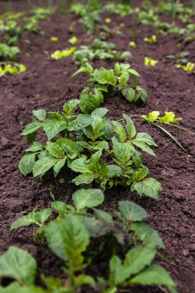 Frisk ung potatis växt i ekologisk trädgård. Ung potatis växt som växer på jorden. Potatis buske i trädgården. — Stockfoto
