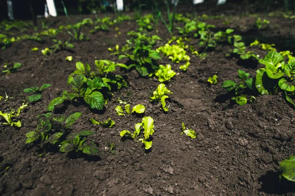 Junge Kartoffelpflanze, die auf dem Boden wächst. Kartoffelstrauch im Garten. — Stockfoto