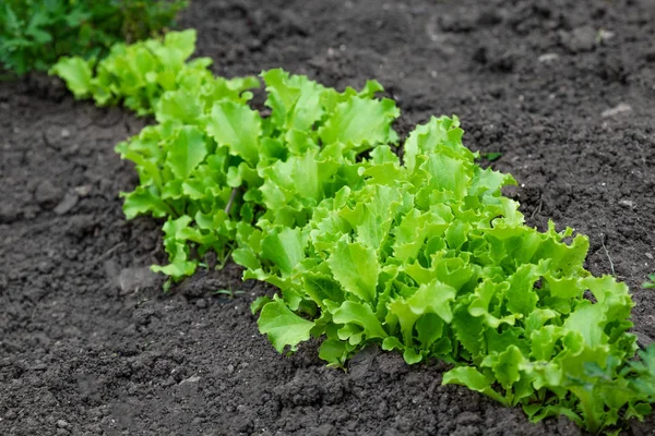 Geschraubte Salate im Gemüsegarten — Stockfoto