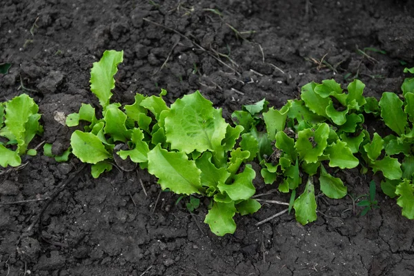 Reihen frischer Salatpflanzen auf dem Land — Stockfoto
