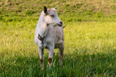 Keçi yüksek sulu ot yiyor