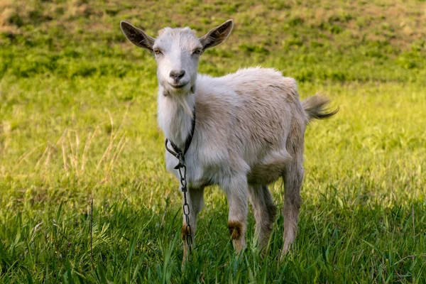 Genç bir keçi bir çayırda grazes ve gülümseyen. — Stok fotoğraf