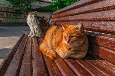 Bahçede sulu yeşillikler. Bahçede bir bankta oturan kırmızı kedi.
